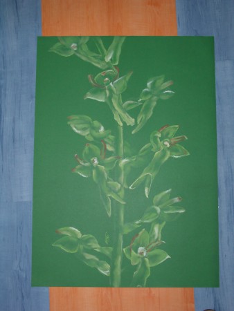 békakonty - Neottia ovata (pasztell)